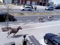Las cebras pasearon por calles y aceras de la capital belga. YOUTUBE / Safarov Safar