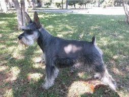 Un estudio indica que convivir con un perro o gato en la infancia fortalece el sistema inmunológico y reduce el riesgo de alergias. EL INFORMADOR / O. Álvarez