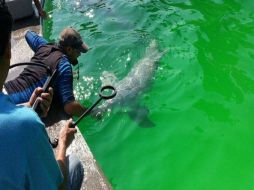 La inspección se inició el pasado martes 14 de abril. TWITTER / @PROFEPA_Mx