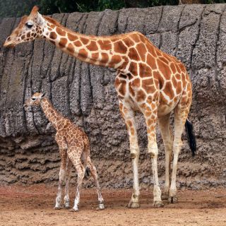 Nace jirafa en el Zoológico de Chapultepec