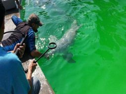 La Sedema dijo que mantiene contacto con la Profepa para verificar que los delfines y lobos marinos reciben los cuidados que requieren. EFE / ARCHIVO