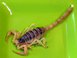 Llaman a la población a evitar los remedios caseros, pues no funcionan y podrían poner en riesgo la vida de la persona afectada. AFP / ARCHIVO