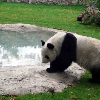 El Zoo de Detroit transforma excrementos en energía