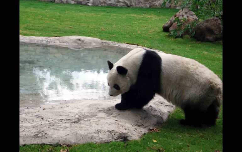 El sistema también convertirá los excrementos en abono para fertilizar hábitats, jardines y espacios públicos. EL INFORMADOR / ARCHIVO