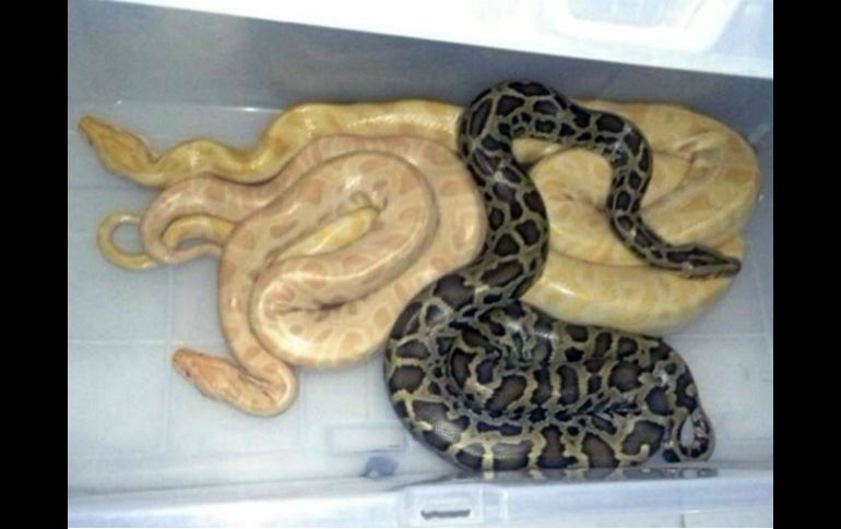 Los ejemplares asegurados fueron dos Pitón Burmes de 1.85 y 1.60 metros de largo y una Pitón Burmes Albina de 2.20 metros. SUN / RCC