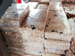 El amaranto es rico en aminoácidos, vitamina C, hierro y calcio. NTX / ARCHIVO