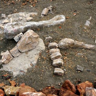 Descubren 43 huevos de dinosaurio fosilizados en China