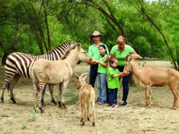 ''Khumba'', quien cumplirá su primer año de vida el próximo 22 de abril, luce sus cuatro patas y el dorso con rayas, como su mamá. FACEBOOK / Zoologico De Reynosa