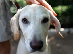 Al igual que en los humanos, mientras más rápido se detecte un tumor se tienen más posibilidades de éxito en el tratamiento. EL INFORMADOR / ARCHIVO