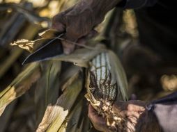 El dato quincenal se debió a la baja de productos agropecuarios y en precios de los energéticos. EL INFORMADOR / ARCHIVO