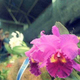 La orquídea, el amor de los venezolanos comienza a florecer