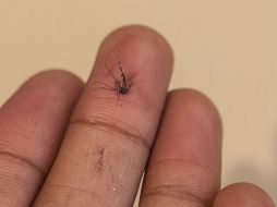 Las principales transmisores del paludismo son las especies Anopheles pseudopunctipennis, Anopheles albimanus y Plasmodium vivax. EL INFORMADOR / ARCHIVO