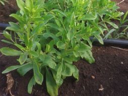 En los últimos años, la industria alimentaria se ha centrado en el uso de edulcorantes naturales bajos en calorías, como la estevia. NTX / ARCHIVO