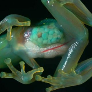 Descubren 'rana de cristal' en Costa Rica, tras 40 años sin registrar una