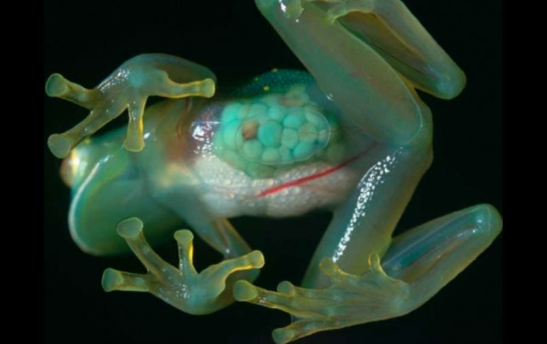 El nuevo espécimen tiene el hocico truncado, piel granulada, corazón visible, es color verde lima, además de un silbido metálico. ESPECIAL / mundo-geo.es