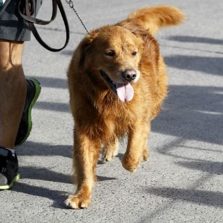 Sector Salud fomenta cultura de dueño responsable de animales