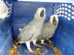 Las especies aseguradas tenían como destino el estado de Guanajuato. TWITTER / @PROFEPA_Mx