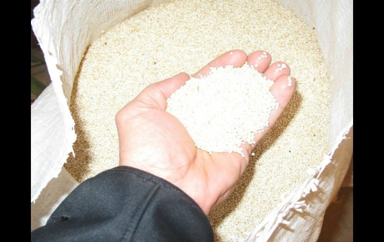 La quinoa es el mejor aliado para bajar de peso, por su gran cantidad de fibra. EL INFORMADOR / ARCHIVO