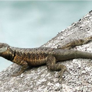 Descubren nueva especie de lagarto en Brasil