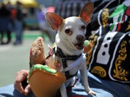 El perro chihuahua o el crestado chino suelen tener algo de pelo y se les caerá de vez en cuando el pelo. AFP / ARCHIVO