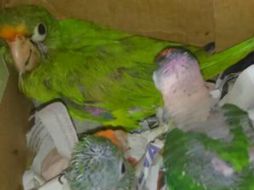 La especie 'Aratinga canicularis' se encuentra enlistada en la categoría de Sujeta a protección especial. TWITTER / @PROFEPA_Mx