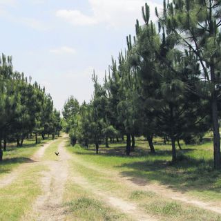 Proyectan Colomos III como bosque educativo