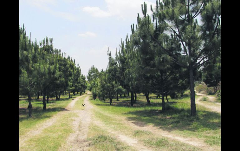 Atractivo. Distintas asociaciones se han ofrecido a formar parte del proyecto. EL INFORMADOR / R. Tamayo