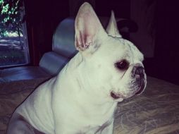 Esta es la pequeña perrita que pronto hará ''abuela'' a la Guzmán. INSTAGRAM / laguzmanmx