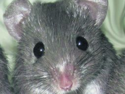 Si los adultos damos continuidad a historias como la del 'ratón', es para que los niños dejen que su dentadura caiga con libertad. EFE /