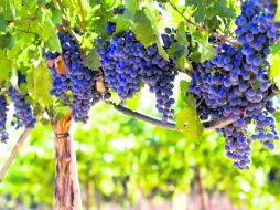 Lo que Israel no ha podido dar a Dios, Jesús se lo da. Él es la viña que produce, la cepa auténtica, digna de su nombre. ESPECIAL /