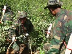Un par de militares fumiga el plantío de cocaína con el herbicida. EFE / ARCHIVO