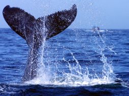 La ballena rorcual pertenece al mayor grupo de los cetáceos barbados. EL INFORMADOR / ARCHIVO