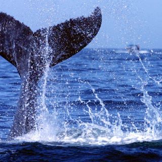 Descubren que ballenas tienen nervios elásticos para capturar presas