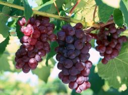 También proyectan averiguar la cantidad de antioxidantes que posee cada parte de Vitis vinífera. NTX / ARCHIVO