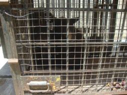 Los seis osos fueron liberados en un área del Parque Cumbres de Monterrey. TWITTER / @PROFEPA_Mx