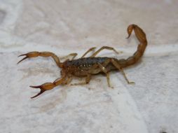 Las picaduras de alacrán aumentan en la población durante la temporada de calor. EL INFORMADOR / ARCHIVO