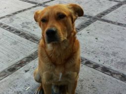 Los vecinos de Iztapalapa sostienen que 'Capitán' destaca por ser un perro noble, obediente, cariñoso y juguetón. ESPECIAL / issuu.com/gepdamx