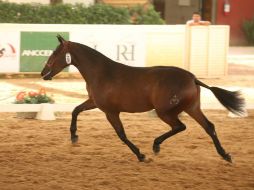 'Sorpresa de Amor', de la ganadería Las Morerias, fue el ejemplar ganador en Potras de tres años. EL INFORMADOR / M.Vargas