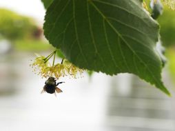 Dentro de los beneficios de la polinización por abejorros está facilitar el óptimo crecimiento de los cultivos. AP / ARCHIVO