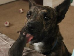 Las imágenes de las peculiares mascotas se han vuelto un ''hit'' en la plataforma. INSTAGRAM / osirisandriff