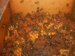 Hay especial preferencia por los abejorros endémicos de México, ya que están adaptados a los diversos ecosistemas locales. ESPECIAL / sagarpa.gob.mx