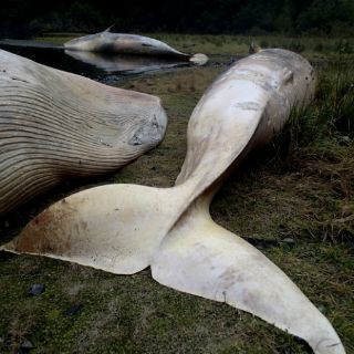 Unas 20 ballenas mueren tras quedar varadas en Chile