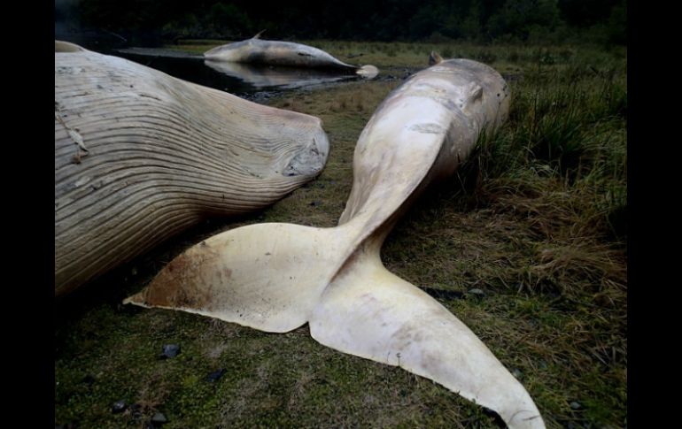 El varamiento se registró en un área muy apartada del Golfo de Penas, unos dos mil kilómetros al sur de Santiago. AP / ARCHIVO