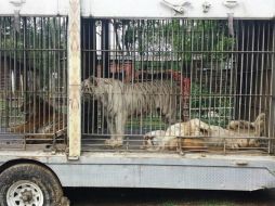 Los animales recibían un mal trato por parte del parque Africam Bio Zoo. TWITTER / @PROFEPA_Mx