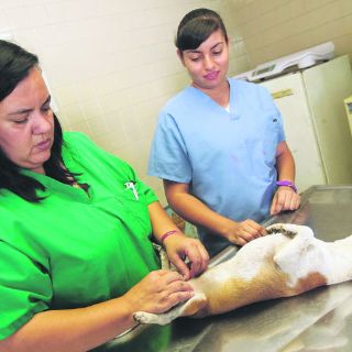 Se duplica la esterilización de mascotas en metrópoli