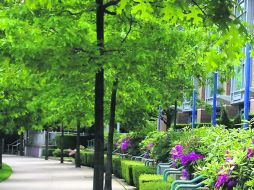 Verde. El vecindario de Yale Town y sus jardínes. Ejemplo de la integración 'verde' de la ciudad. ESPECIAL / GeorgianCourtHotel