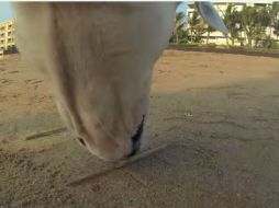 El video muestra a un perro vagar por las calles de Mumbai sufriendo todo tipo de agresiones. YOUTUBE / WorldForAllVideos