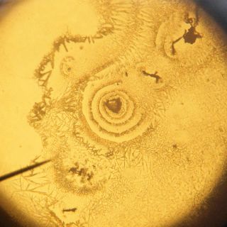 Generan cartílago a partir de células madre humanas