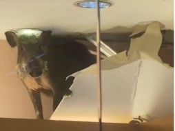 Un veterinario logró inyectar un tranquilizante al animal que fue llevado a un centro de observación. YOUTUBE / Voldran