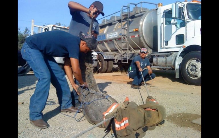 Los cocodrilos permanecerán en resguardo hasta que los niveles de la laguna bajen. SUN / ARCHIVO